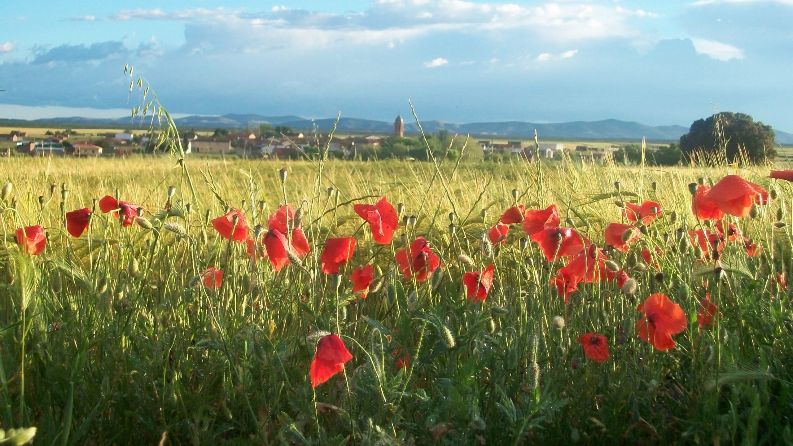 torralbillaPrimavera
